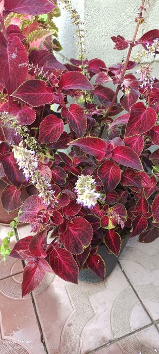 Продам колеус отростки