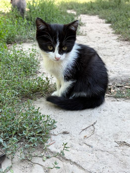 Котята домашние чистые