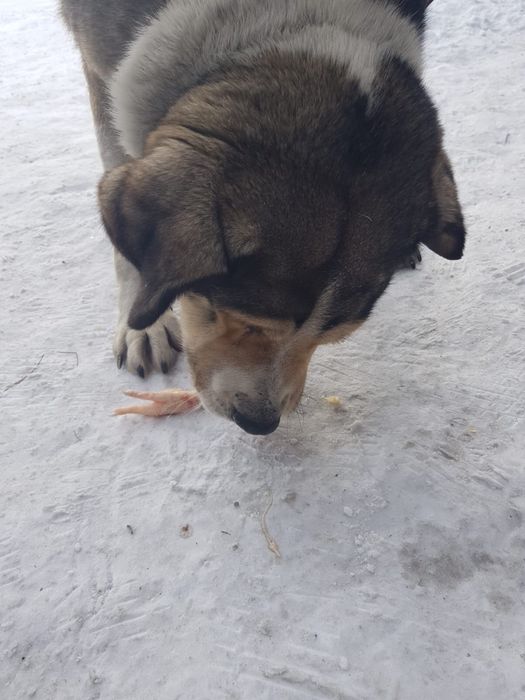 Найдена собака, ищем хозяина.
