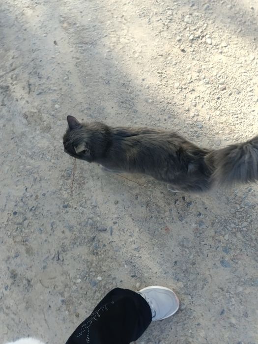 Продам пародистого кота 1года нет ещё