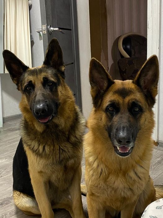 Щенки немецкой овчарки