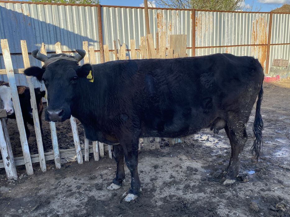 Семіз сиыр сатылады