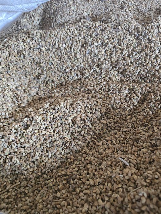 Sparcetă producție 2025