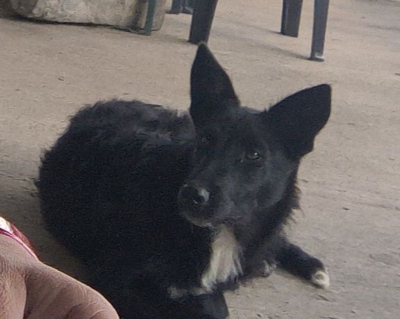 Donez catea metis de belgian