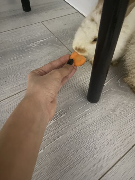 Продам двух домашних кроликов