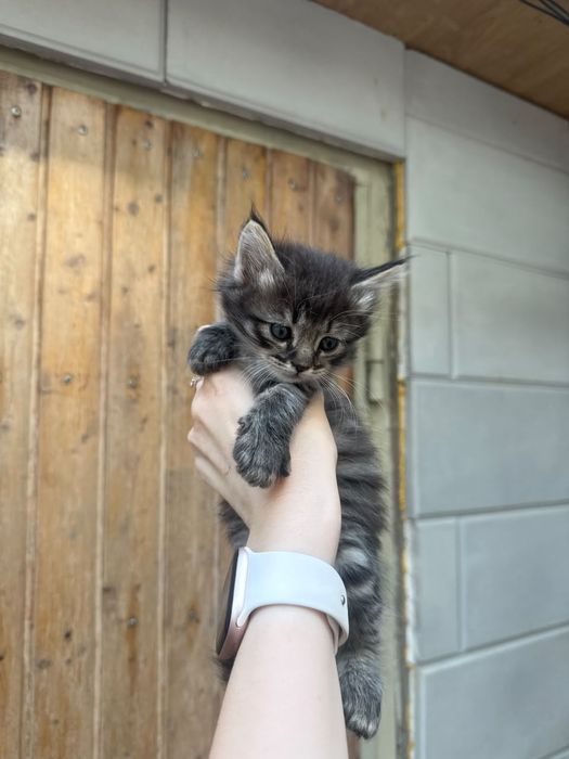 Котята в добрые руки .