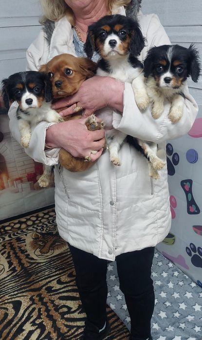 Кавалер кинг чарлз шпаньол.