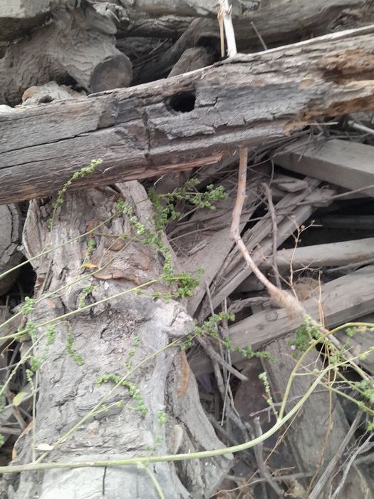 Срочно утин сотилади 2 зил