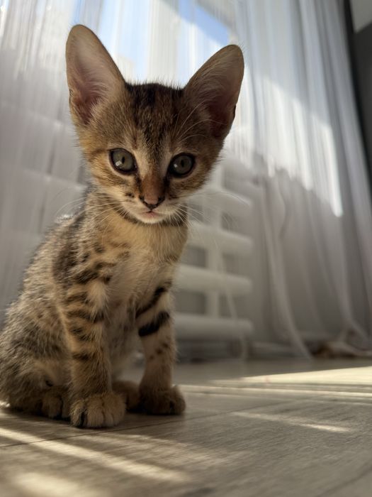 Котенок(девочка)
