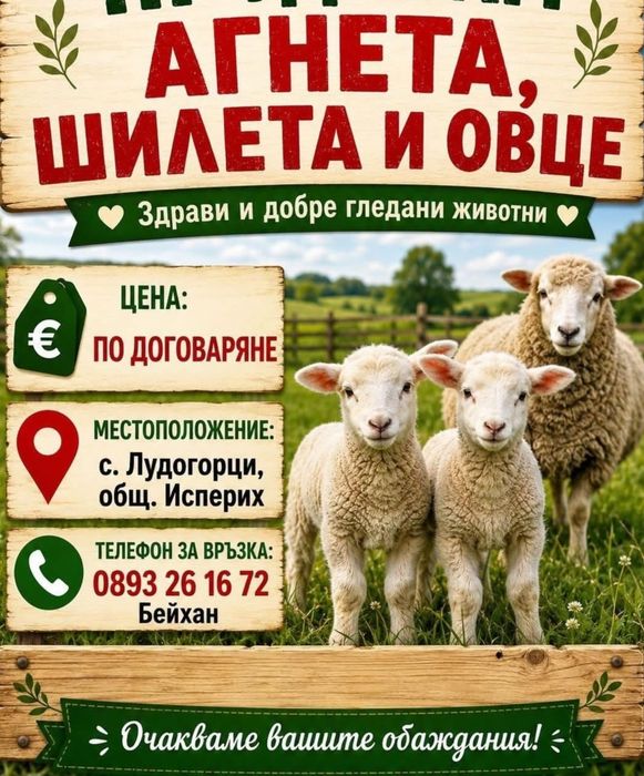 Продавам агнета.