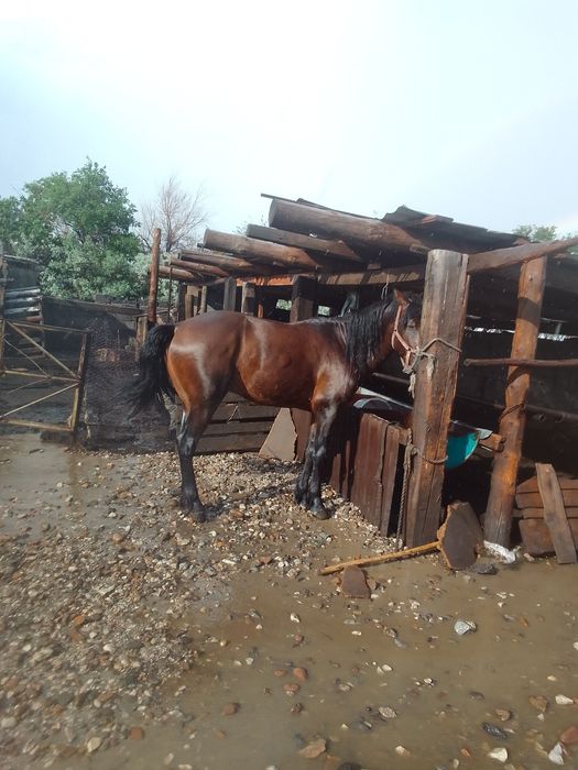 Жеребец, 5 лет..