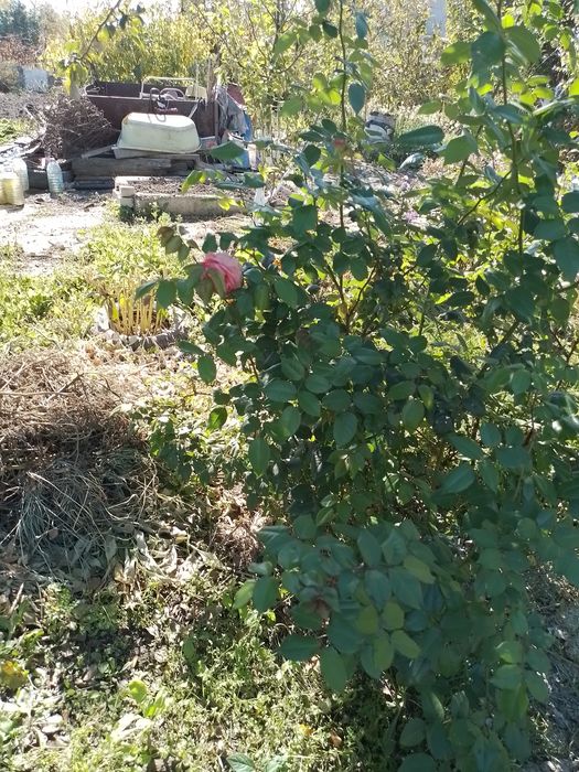 Продам дачу в городе