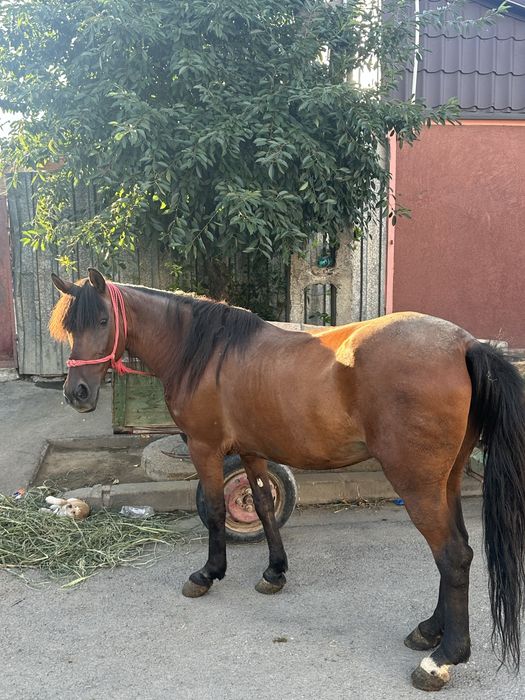 Vand  iapa pret 3500 de lei