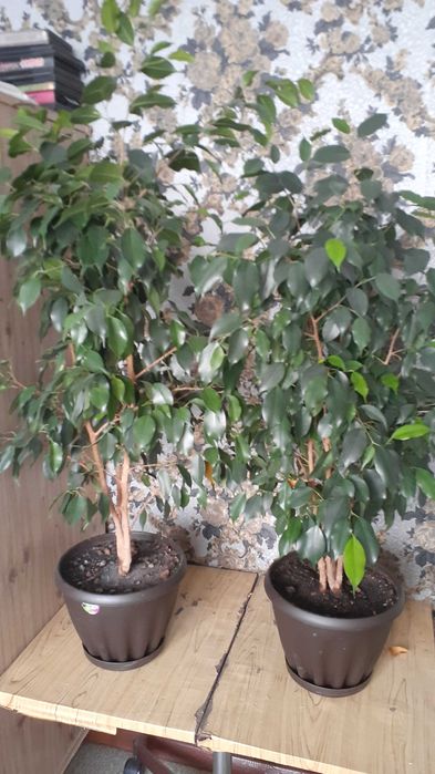 Фикус  Бенжамина в горшке