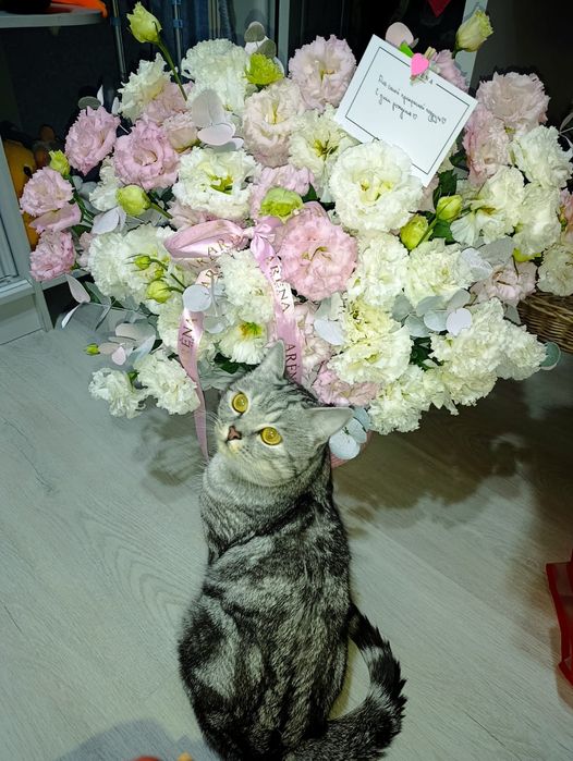 Британский кот домашний ухожений