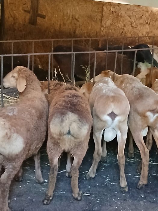 Продам  Баран в горах