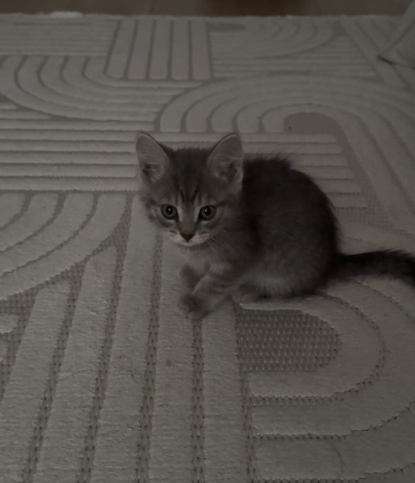 Продадим в хорошие руки!