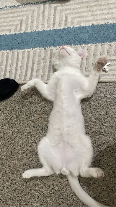 Отдам котенка в добрые руки