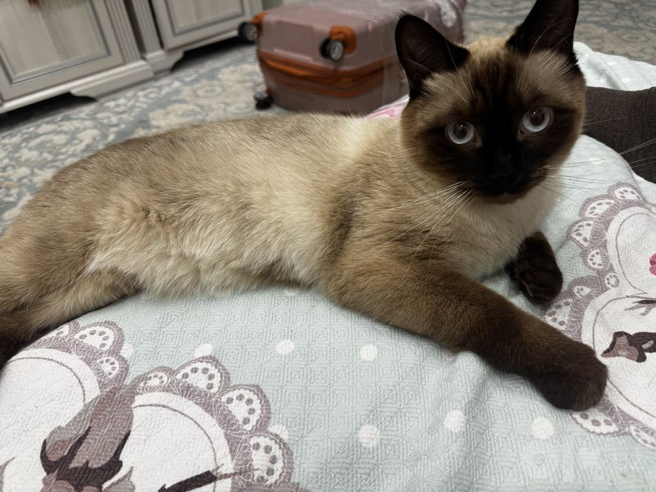 Отдаем кота ( кострированный)
