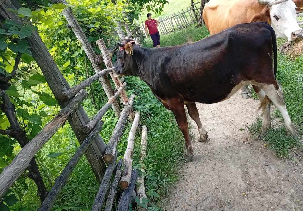 Vând vita crescuta bio