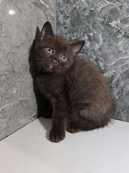 Scottish  straight și scottish fold.