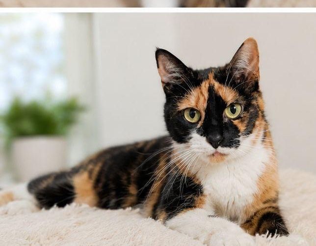 Pisicuta adoptie