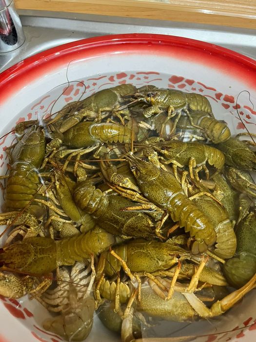Раки готовые,живые,креветки