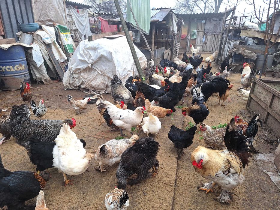 Vand cocosi si bibilici