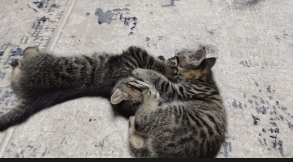 Aka-Uka Mushukchalar