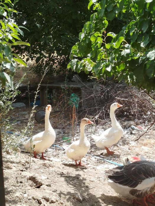 Гозлар сотилади тошкенда