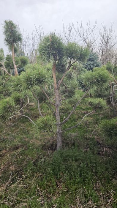 Туя, ель, крымская сосна