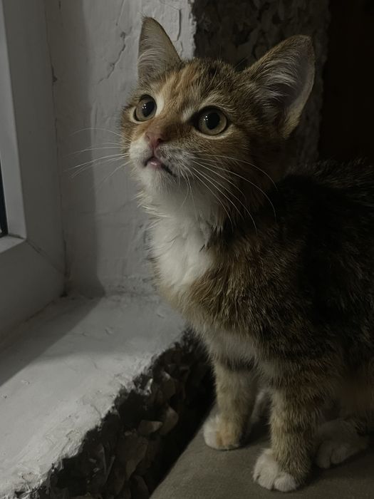 Ласковая кошечка 2 месяца
