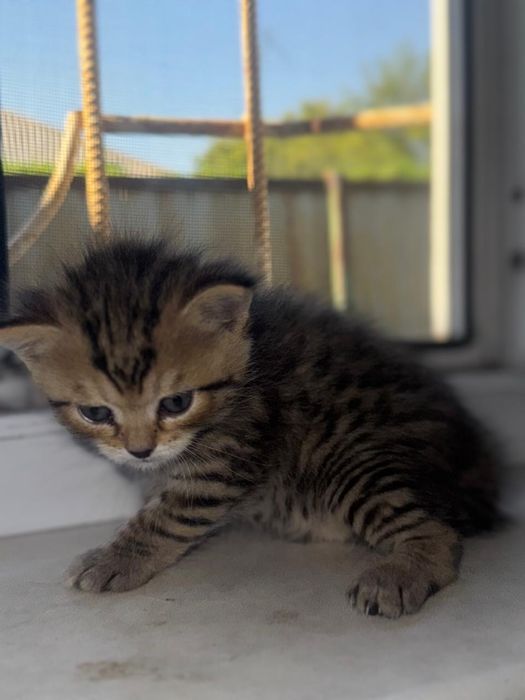 Продам котят и маму кошку