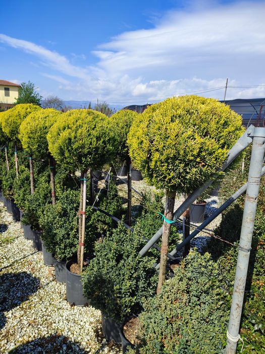Magnolia Galbenă, Grandiflora, Palmieri