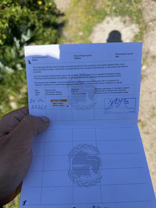 Чистокръвен доберман на 3 месеца доберман ваксина и паспорт