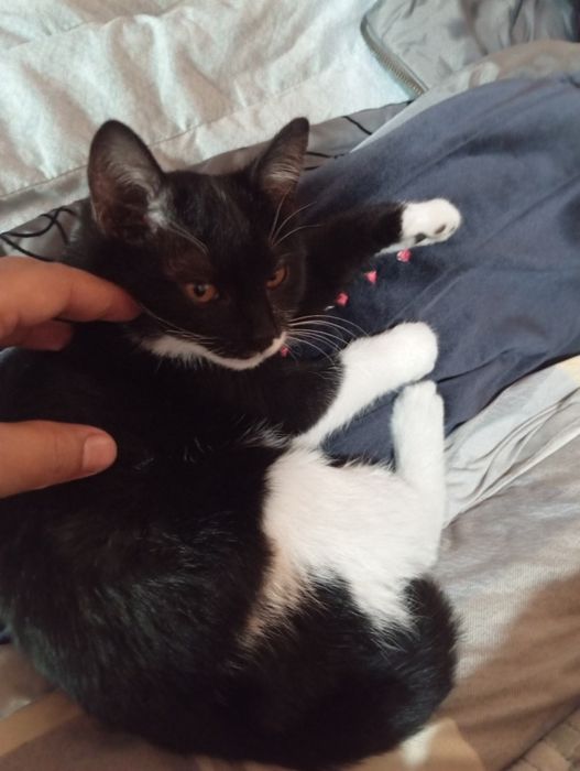 Мушук хадия килинади