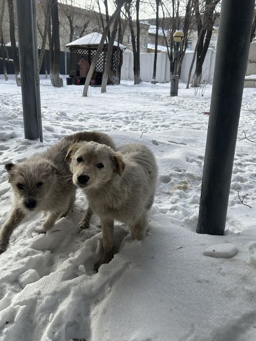 Щенята в добрые руки