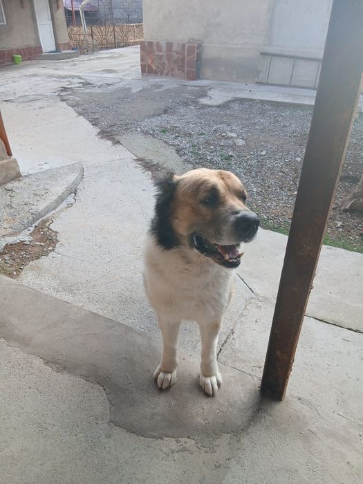 Продается алабай!