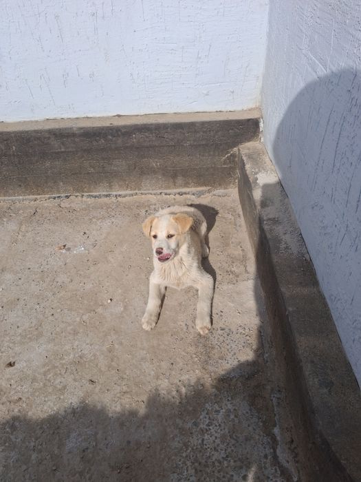 Кушік Ченок Собака Тегін Бесплатно