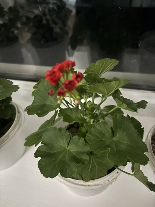 Комнатные цветы.  Герани