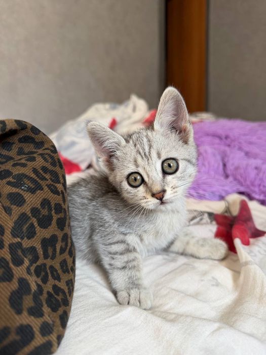 Отдам котенка в добрые руки