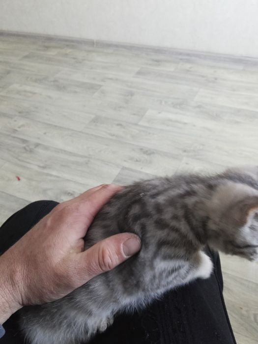 Отдам даром кошку