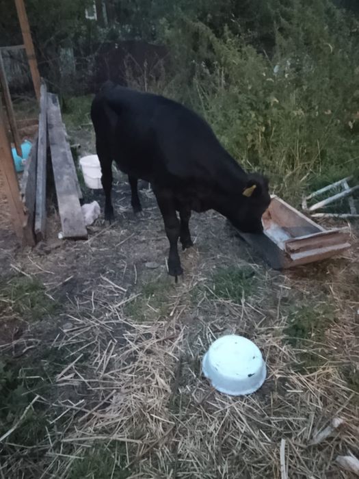 Продам тёлочку срочно