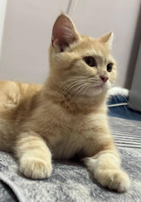 Котя  британский