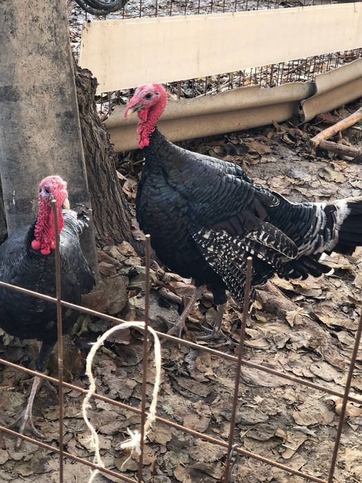 КУРКАЛА сотилади!