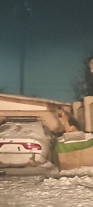 Сабака неметцкии опчарка