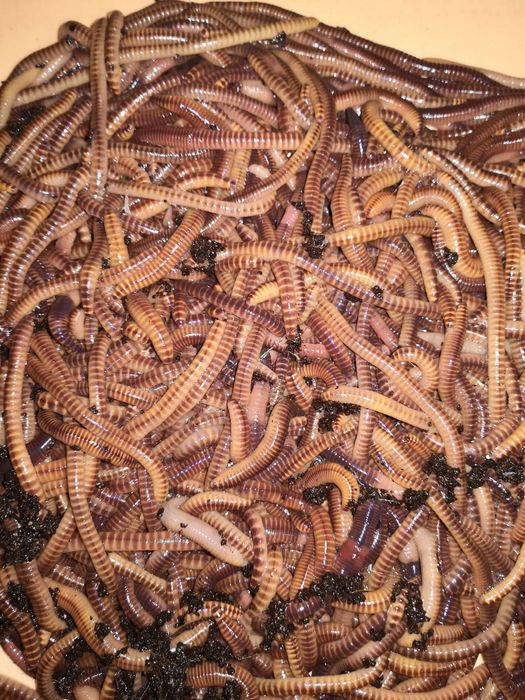 Продажа коконов Дендробена Венета