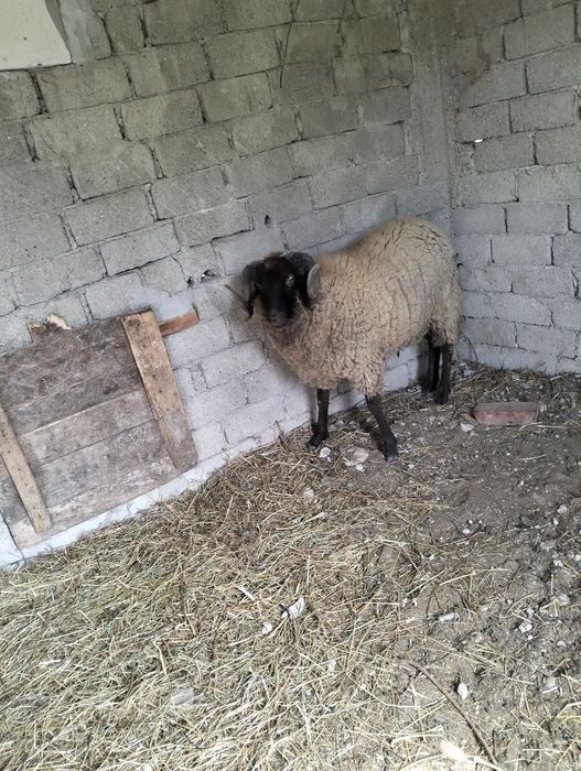 Vând oi de rasatinere