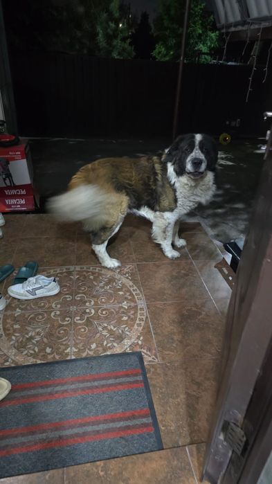 Потерялся собака