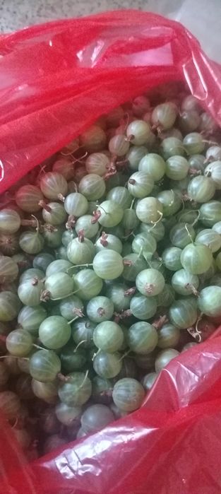 Продам крыжовник